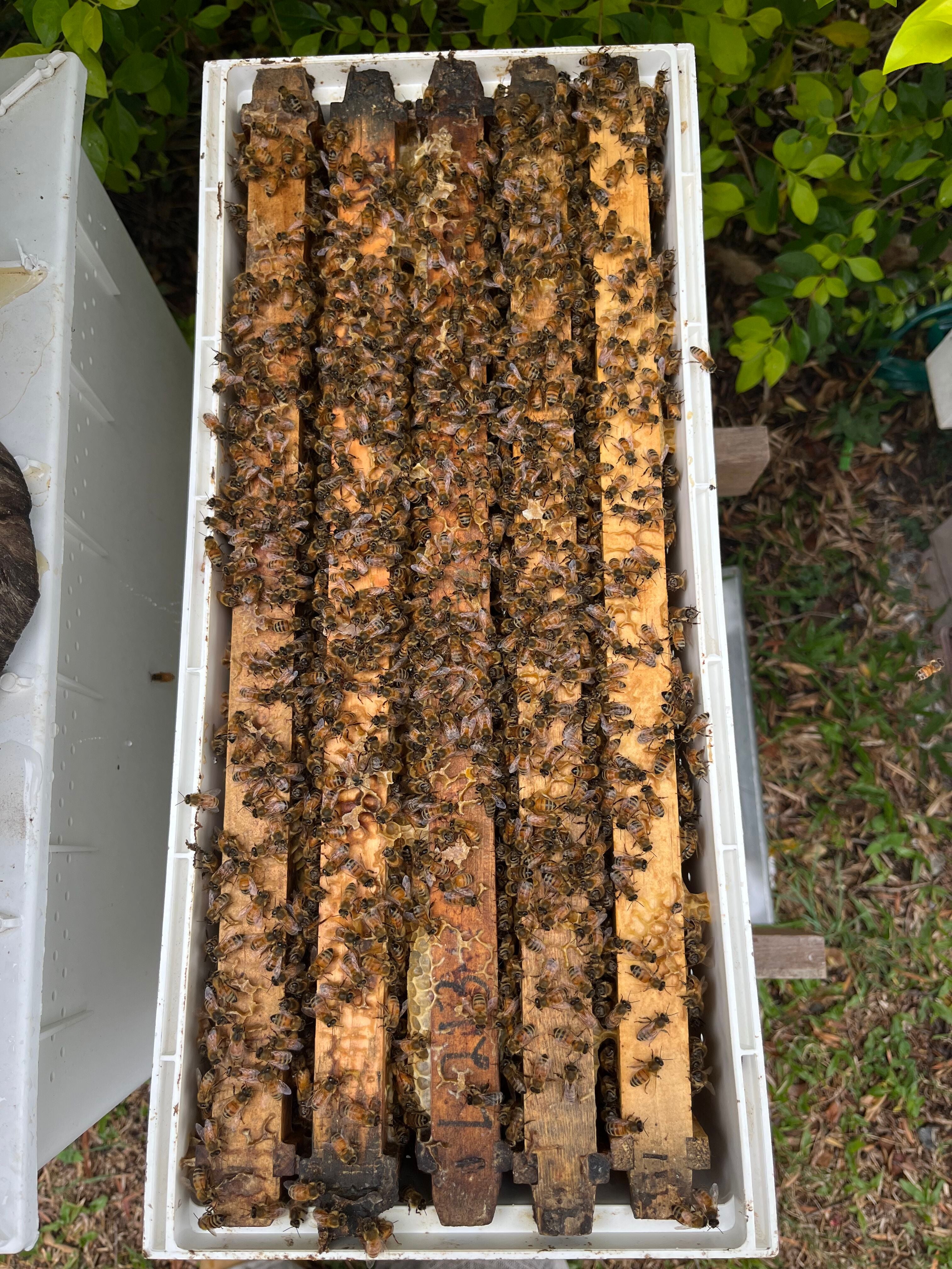 Bee hives for sale – The Thriving Hive